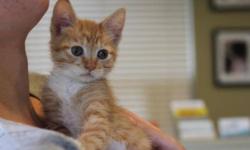 Breed: Tabby - Orange
 
Age: Baby
 
Sex: M
 
Size: M
Orange Peko had a rough start, found buried under garbage in a box, he was brought to WAG at 5 weeks old. He was flea infested, but was healthy all things considered. He has been carefully groomed and