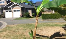 Banana plants ranging from 3 1/2 to 6 feet tall with potential to grow. They make nice shade plants and are very low maintenance. They can be split after one season and will grow well in both pots or in the garden. There are currently 10 available units