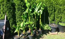 Nice hardy, banana plants.
Small - $20
Med - $30
Large - $40
Look beautiful in any landscape when mature.
Call Kam at 250-748-3967