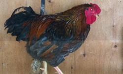 1 year old rooster, not human aggressive.  Gorgeous color, proven fertile. Call or email.  Pick up only.