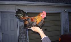 We have about a dozen mixed breed roosters if anyone is interested.
There is a Jungle Fowl, d'Uccle Mille Fleur,Silver Duckwing, bantam cross,
blue Old English game.
Can be delivered to Leduc, Calmar, Thorsby etc. area.