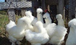 I have 4 white silkie roosters, and 2 japanese bantam roosters to give away. They are half a year old. I have to many so am decreasing my amount. Nice looking chickens. Free.