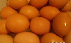 Eggs For
Sale
Here are some beautiful free run brown eggs for sale. They vary in size, but not too much of a difference. If you want to start eating healthy and enjoy free run brown eggs just give me a call or send me an email. 
 
Phone number: (250) 547-