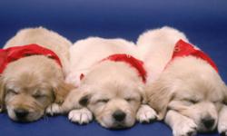 Golden Retriever Puppies
Puppies are raised in our house, and are very well socialized with people (including children). All of my puppies come with a full health guarantee. They will have had their first vet check, vaccinations.
Both parents are 100%