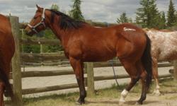 4 year old Bay AQHA Mare.  Big, pretty blood bay mare with baby doll head.  Built for pleasure or for speed.  She is not started under saddle but has had lots of ground work done.  Ran out of time in the fall to get her started....too busy with all the