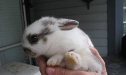 Two Adorable baby bunnies they love cats, dogs and kids... Very socialized need a great home. Mom and Dad are under 4 lbs so these babies are not going to be big rabbits.  They are dwarf rabbits... You can call Michelle at 604-562-3330