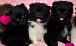 ~**~**~ BEAUTIFUL TINY TOY POMERANIAN PUPPIES ~**~**~
THEY ARE SOCIALIZED AND HANDLED EVERYDAY WITH MY FAMILY AND WE HAVE MOM ON SITE FOR YOU TO SEE HOW CUTE THEY WILL BE AS ADULTS. ALL THE PUPS HAVE CUDDLY LOVE BUG PERSONALITIES AND WILL GO HOME WITH