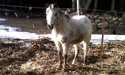 great learning pony for any beginner or experienced rider. Dallas is around 10 hands high and LOVES little kids, she is broke to ride and is 17 years old . great personality and low maintenance. ive had her for a few years as she was my first horse,. shes