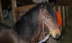 Ruby is a freindly 10 year old 12.2hh welsh pony. She was used for breeding for the first five years of her life, ruby has excellent ground manners, stands good for vet and farrier, leads, ties, great with blankets. Ruby is green broke to ride and