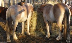 Brothers- out of mother daughter mares. Willing to trade for two weanlings or yearlings draft cross or heavy quarter horse type. $500 each O.B.O.