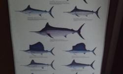 Two pretty cool nicely framed illustrations, "The World's Most Dangerous Sharks", and "Billfish of the World". They both measure 23.5" wide by 37.5" long.
Don't have room for them anymore and would like to see them go to someone who would appreciate them.