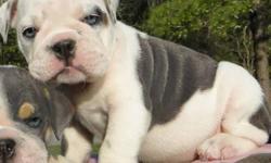 WE ARE DUE IN DECEMBER!!!...
3 PUPS HAVE ALREADY BEEN RESERVED!
We are now taking reservations for some very exclusive breedings.... Mini & Standard Rare Colored English Bulldogs!!!
Colors include Blues! Chocolates! &
Black & Tans! as well as standard
