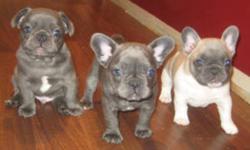 We are very excited to announce that we have a litter of Blue Frenchies due on
 Valentines Day!!!
It is never too early to reserve something this special.  In our last litter we had 2 solid Blues and a beautiful little blue fawn Pied.
The picture you see
