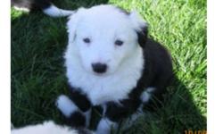 These black/white male puppies are from purebred stock..
Mom is a red/white purebred border collie and dad a
 black/white working border collie on a sheep farm..
..pictures are available.
Pups being raised on a farm and being exposed to many other