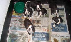 I have six boston terrier pups for sale. Four males and two females. They are very energetic, good with kids and very loveable. Ready to go to their new homes, have been eating on their own for a few weeks. Please no e mails, for an appointment to see