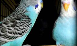 10 Budgies for sale, in excellent health. 7 budgies are 8 months old. 3 budgies are 4 months old.  $10.00 each. contact Dave