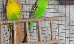 FIRST COME, FIRST SERVE
 
Hello,
 
I am offering 4 budgies for sale.
 
The birds are between 1 1/2 - 3 years old. There are 2 males and 2 females.
 
You may have the cage with all the birds if you so desire, but right now it is just the budgies I am
