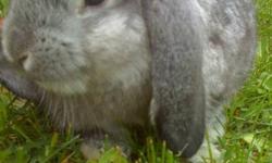 Very cute 2 year old  GIRL ,Grey Holland Lop bunny. Comes  with cage, dishes, leash,harness and what evers left of food etc at time of pick up :)
Happy Holidays ... 
PLEASE CALL 613-803-1516