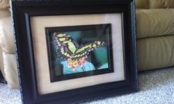 Attractive "butterfly" print, with substantial double frame.