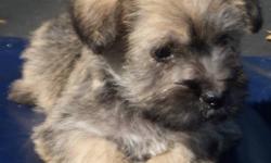 Gorgeous litter~wont last long~come for yours today!!!  Vet checked, 1st shots, dewormed3x, puppy health certifcate.  Mom purebred cairn terrier, dad purebred miniature schnauzer!  These pups are so adoarble.  Rasied with young children handling them