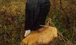 Carved out of red cedar and well treated to sit out in your garden. At my place on the Sunshine Coast I have quite a lot of smaller carvings of birds, bears, etc. Click on web-site link below to see a lot more of my chainsaw carvings.