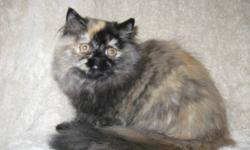 Long time ten years, reputable CFA registered show hobby cattery has a health guaranteed solid tortie (red/black) color pet quality Persian female to approved home. Registered Himalayan catteries with quality like this are hard to find. It is not true