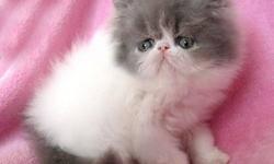 Come see the Difference, persians with quality that shows!!! vet recommended-- this is our beloved hobby we love our persians and know you will to !!! Registered reputable CFA breeder with over two decades of expereince-CFA reg since 1989
NEW AVAILABLE TO