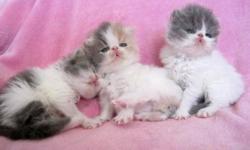 Oceanpurrls Persians CFA reputable registered breder since 1989 is proud to announce new  extreme top of the line persian kittens for sale
please check out web site for available kittens and prices --all set individually on each kitten
 
  All kittens are