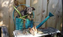 Chihuahua X Toy Terrier
Puppies
 
 
 
There is 1 Female and 1 male left!!. The 1st 5 pictures is the FEMALE.
Our puppies are vet checked, 1st shots, comes with Vet records and dewormed. They also come with a puppy package that include toys, a collar, a