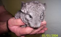 I have five(5) Chinchillas for sale. Colors are as posted in the pictures. 2 are male and were born back in June, while the last 3 were born September 29th and are not sexed.  They are mild tempered, easily cared for, and hyper when played with. They are