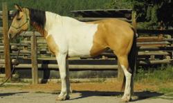 Kootenay is an 8 year old Tri-Coloured Paint Cross.  She has been ridden extensively in the trails by novice riders.  She really likes to get out and go and really enjoys arena work where she can put all her energy into something.  Very nice mover that is