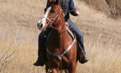 "Jess" is an AQHA registered sorrel gelding. He has a lot of chrome and is a rich red sorrel.
I used him for the entire fall calf run at the Medicine Hat Feeding Company. I loaded out calves on him, used him through the ring a couple times, sorted calves,
