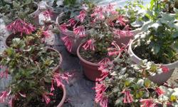 I have a couple fuchsia planters, large succulents and dahlia planters available.
The fuchsia is a sun loving one called Korelle. A hummingbird favorite. The dahlia is a gallery series low growing / heavy blooming tropical peach colored flowers.
The