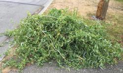 Large pile of just cut contorted willow branches and stems. Lovely, twisty, gnarly, curly branches with wide variety of diameters, from pencil thin to one inch or so.
Fantastic for flower arrangements and art projects! Can also stick into ground and grow