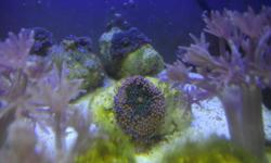 i have pulseating xenias $15, asst mushrooms $10 each, a med size colony of brown polyps $30 leather frags $10 each. phone is best thanx, dale 402-4953.