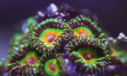 Great variety of saltwater coral - worth more than $150, for only $100
 
Rastas -RARE very cool high end zoanthid - 3 polyps (pictured)
Superman mushroom - blue base, red polyps - 2 heads (pictured)
Ricordia mushroom - one head, light purple, green mouth