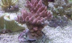 We have a huge shipment of premium corals coming in for this weekend(Oct 22).
There are over 100 corals arriving.Send us an email if you would like to come check them out.
They will be a great addition to your saltwater aquarium.