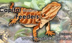 Eastern Ontario's #1 source for reptile feeders.  High Quality, All Sizes, Live or Frozen.  Check out my website for a complete list of goods; www.capitalrodents.com. Free delivery in Ottawa/Gatineau on orders over $20.
All sizes and quantities available.