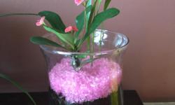 Thorn stem pink cactus
Vase Approx 10inches high
$17 firm
Check out my other ads!!