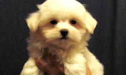 Both the Mother and the Father are registered!
Maltese are non shedding and hypoallergenic, so good for people with allergies.
 
Born Aug 25.  
 
We offer you a one year Health Guarantee and the puppies are vet checked, de-wormed and had their first