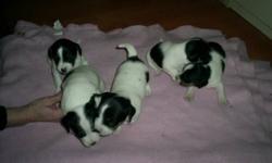 We have for sale 5 Jack Russel pups. They were born on Nov 20 and will be ready to go new years eve. We would like to get $350.00  each, but are open to reasonable offers. We would be happy to hold one for you for a small deposit of $100.00. Call