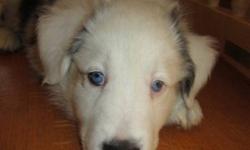 One of our collie pups was born deaf and needs an experienced home.  Vet found no other problems with him, and he appears to be as smart as his siblings.  He follows along with the crowd visually and is well socialized.  He has been exposed to many