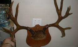 Several medium sized deer antlers for sale $50 each