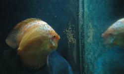Discus Breeding pair for sale
male:  Yellow Phoenix Discus ( 5,5" - 6")
female: Cobalt Blue  (4.5" - 5 ")
They lay eggs almost every weeks and have wigglers every time.
They live in a community tank where is no much chance for the fry.
asking $400.-