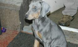 European and BC Bloodline; 9 weeks old Jan.30; Vet, check $1st shots, tails and claw removed, and have been dewormed.  These are truely awesome Doberman puppies. Must see 1 Female, 1 Male left. I will reduce price for right home.