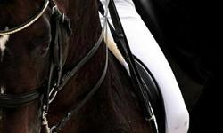 Experienced rider looking for a safe, quiet dressage horse to lease. The smaller the better!