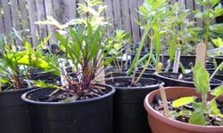 Hi folks,
We (Hatchet & Seed) are hosting an 'edible landscape' plant sale in North Saanich this weekend (Saturday, March 26th) from 1-5pm at 539 Downey Rd., North Saanich, BC.
Our edible landscapes are also open for wandering, with lots of edible neat