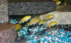 I am selling my electric yellow.  I am trying to sell all my fish.  Will sell in groups or all.  If in groups 1.50 each.  sizes are 2 inches and up.  If you take them all (300 or so)  make me a offer.