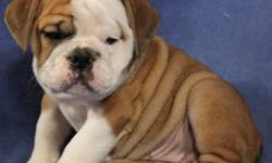 ENGLISH BULLDOG PUPPIES
(604) 710-4805 
 
GIRL1-PICTURES 1, 2,3
GIRL2-PICTURES 4,5,6
BOY 1 -PICTURES 7,8,9
Our puppies have had there first  and second set of shots, they come dewormed,microchipped and tattoed, health guarantee and pet insurance.