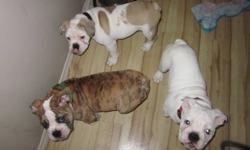 2 females left looking for loving homes , have shots and dewormed.vet checked happy healthy pure bred, sold on a no breed contract.parents are reg, but pups will not be, there is a tan and white and pure white female.